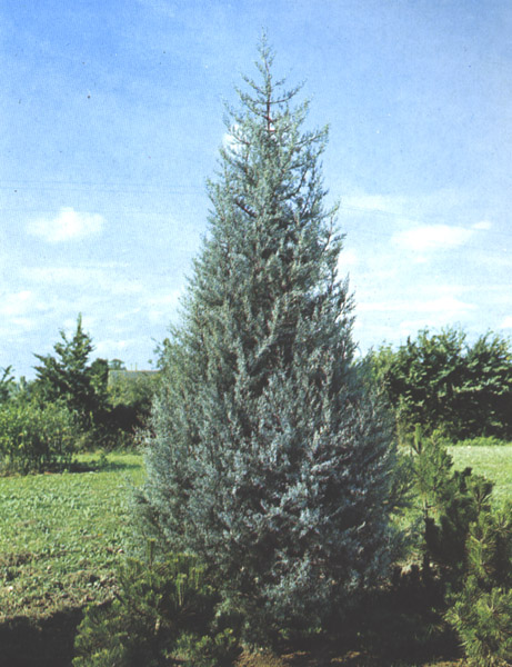 Arizona Cypress